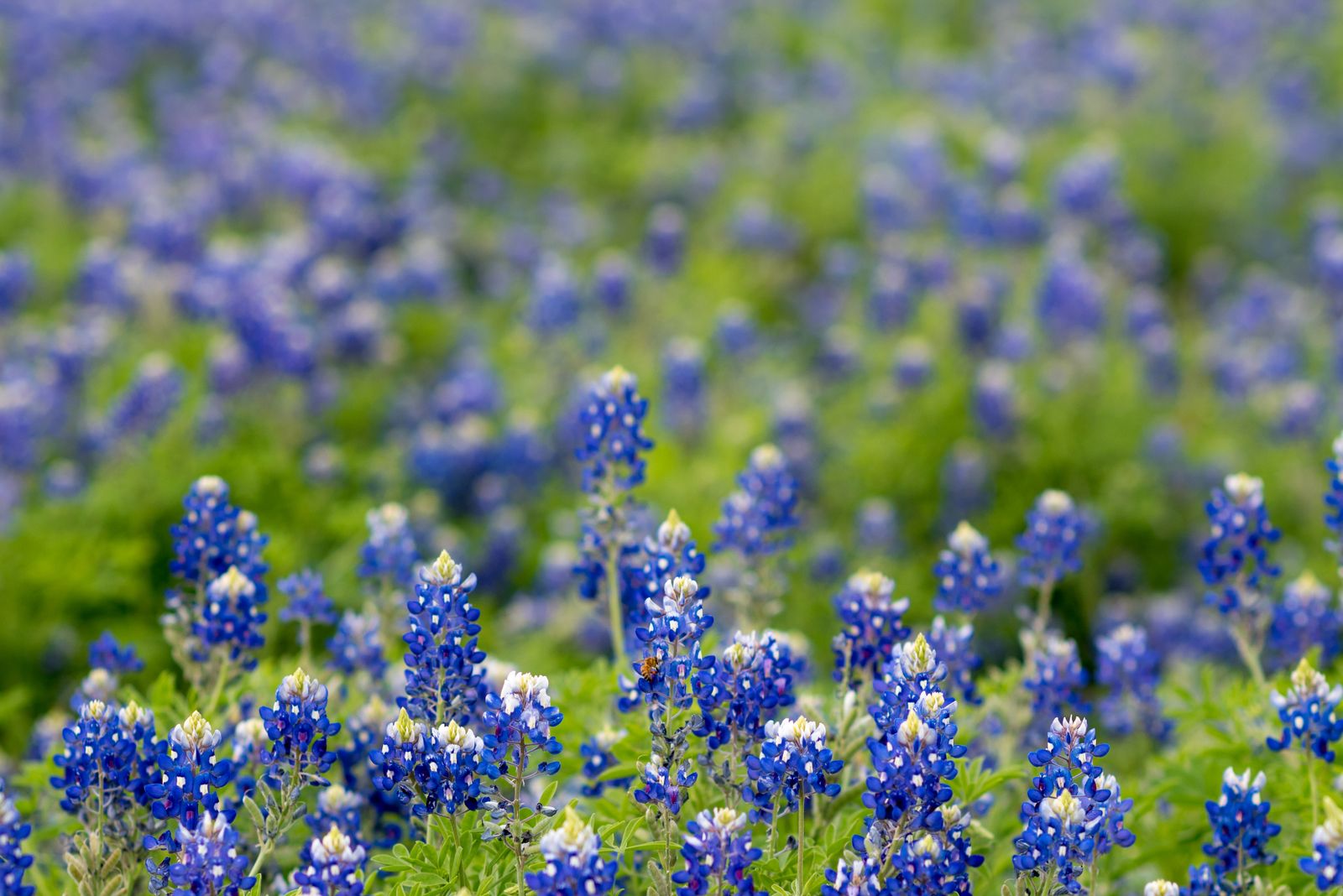 Field of Texas bluebonnets in bloom